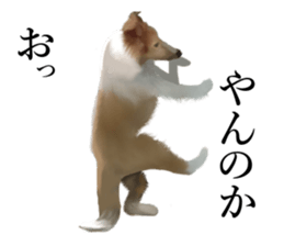 Shetland Sheepdog vo2 sticker #10977904