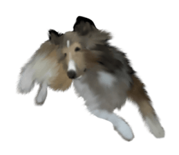 Shetland Sheepdog vo2 sticker #10977908