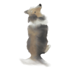 Shetland Sheepdog vo2 sticker #10977911