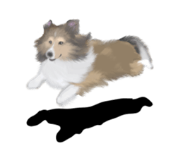 Shetland Sheepdog vo2 sticker #10977912