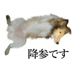Shetland Sheepdog vo2 sticker #10977913