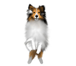 Shetland Sheepdog vo2 sticker #10977914