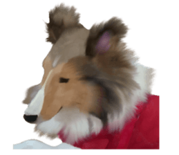 Shetland Sheepdog vo2 sticker #10977917