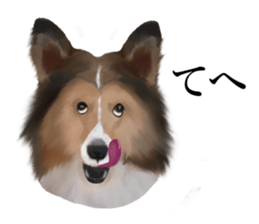 Shetland Sheepdog vo2 sticker #10977920