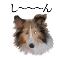 Shetland Sheepdog vo2 sticker #10977922