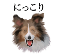 Shetland Sheepdog vo2 sticker #10977923