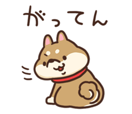 Cute Shiba Inu Malo sticker #10985346