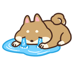Cute Shiba Inu Malo sticker #10985371