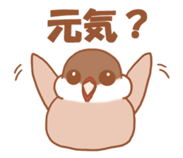 Lady cinnamon java sparrow Cinnamonchan sticker #10989267
