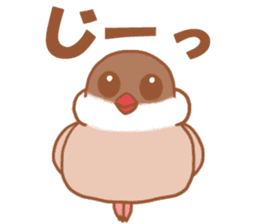 Lady cinnamon java sparrow Cinnamonchan sticker #10989288
