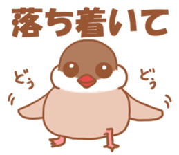 Lady  cinnamon java sparrow Cinnamonchan sticker #10989298