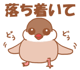 Lady cinnamon java sparrow Cinnamonchan sticker #10989298