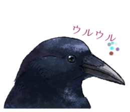 Popular birds sticker #10992654