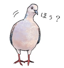 Popular birds sticker #10992657