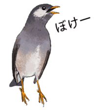 Popular birds sticker #10992662