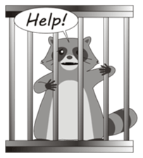 Lovely North American Raccoon sticker #10994320