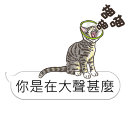 bobble cat message talk 3 sticker #11007036