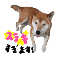 Sticker Shibainu(vol5) sticker #11017266