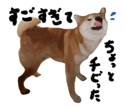 Sticker Shibainu(vol5) sticker #11017268