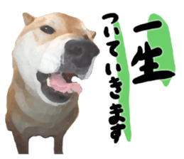 Sticker Shibainu(vol5) sticker #11017272