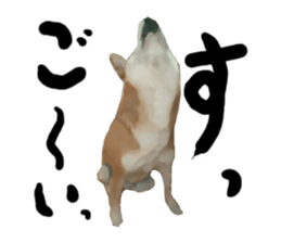 Sticker Shibainu(vol5) sticker #11017278