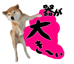 Sticker Shibainu(vol5) sticker #11017280