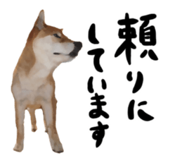 Sticker Shibainu(vol5) sticker #11017283