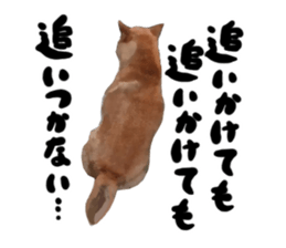 Sticker Shibainu(vol5) sticker #11017289