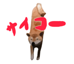 Sticker Shibainu(vol5) sticker #11017292