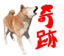 Sticker Shibainu(vol5) sticker #11017294