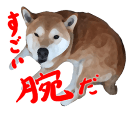 Sticker Shibainu(vol5) sticker #11017296