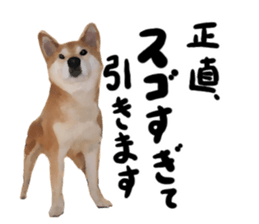 Sticker Shibainu(vol5) sticker #11017301