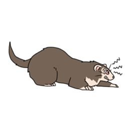 sticker of ferret sticker #11019538