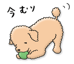Happy days of Toy Poodle Part3 sticker #11023466