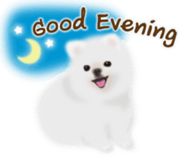 Cute White Pomeranian (English Ver.) sticker #11032686