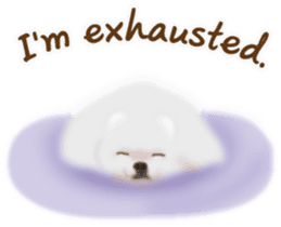 Cute White Pomeranian (English Ver.) sticker #11032694
