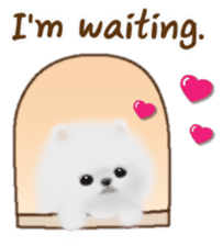 Cute White Pomeranian (English Ver.) sticker #11032703