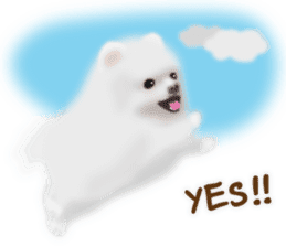 Cute White Pomeranian (English Ver.) sticker #11032706