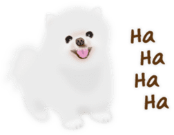 Cute White Pomeranian (English Ver.) sticker #11032707