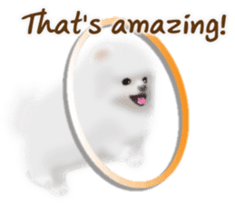 Cute White Pomeranian (English Ver.) sticker #11032708