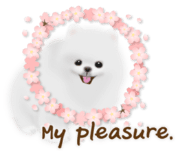 Cute White Pomeranian (English Ver.) sticker #11032713