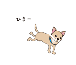 A Chihuahua called "ichi" sticker #11058570
