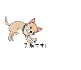 A Chihuahua called "ichi" sticker #11058571