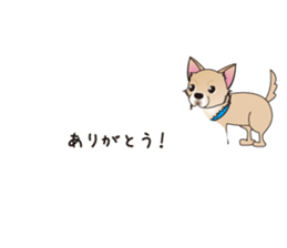 A Chihuahua called "ichi" sticker #11058572