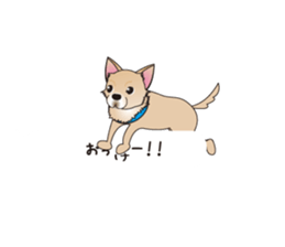 A Chihuahua called "ichi" sticker #11058574