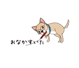 A Chihuahua called "ichi" sticker #11058575