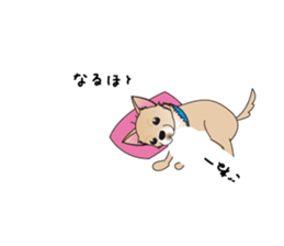 A Chihuahua called "ichi" sticker #11058577
