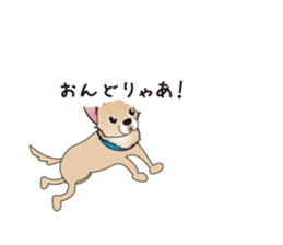 A Chihuahua called "ichi" sticker #11058579