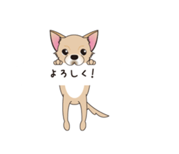 A Chihuahua called "ichi" sticker #11058580