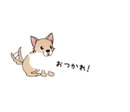 A Chihuahua called "ichi" sticker #11058583